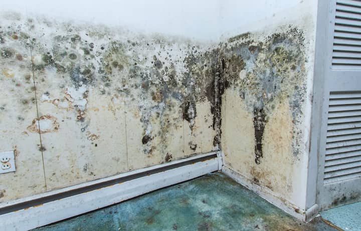 sterling mold removal